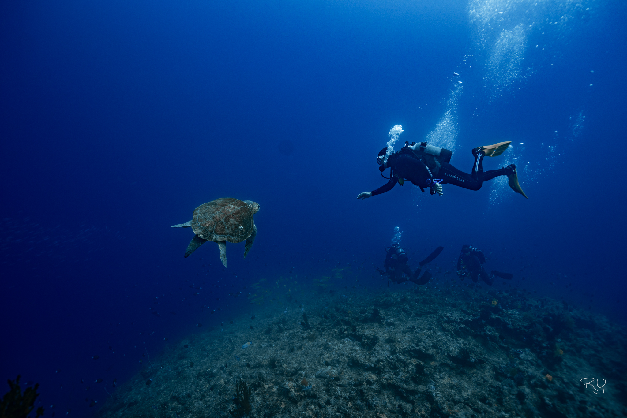 万座ダイビングはオーバーハングでみた大きな赤海亀