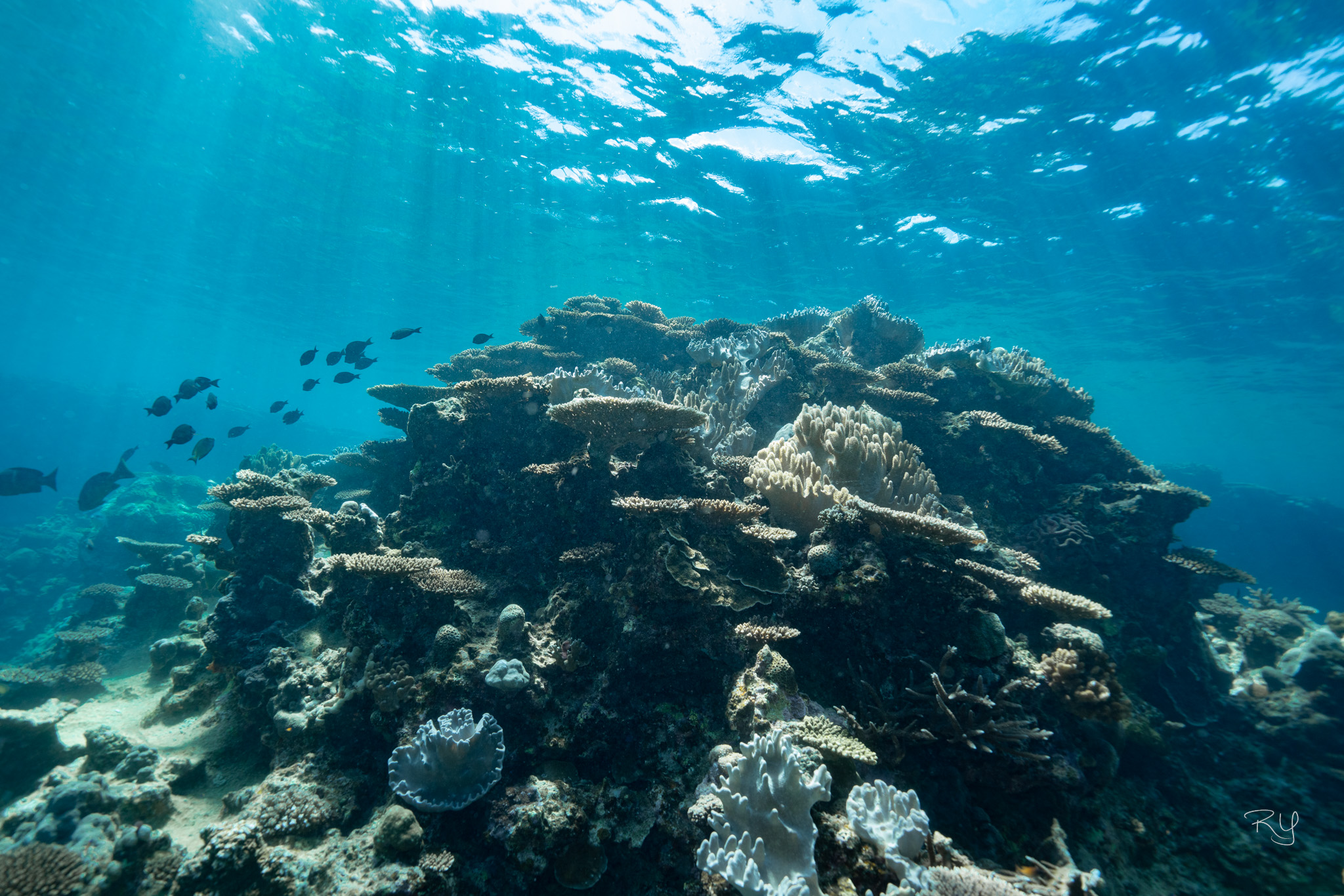 瀬底島のダイビングはラビリンスでみた浅瀬の珊瑚